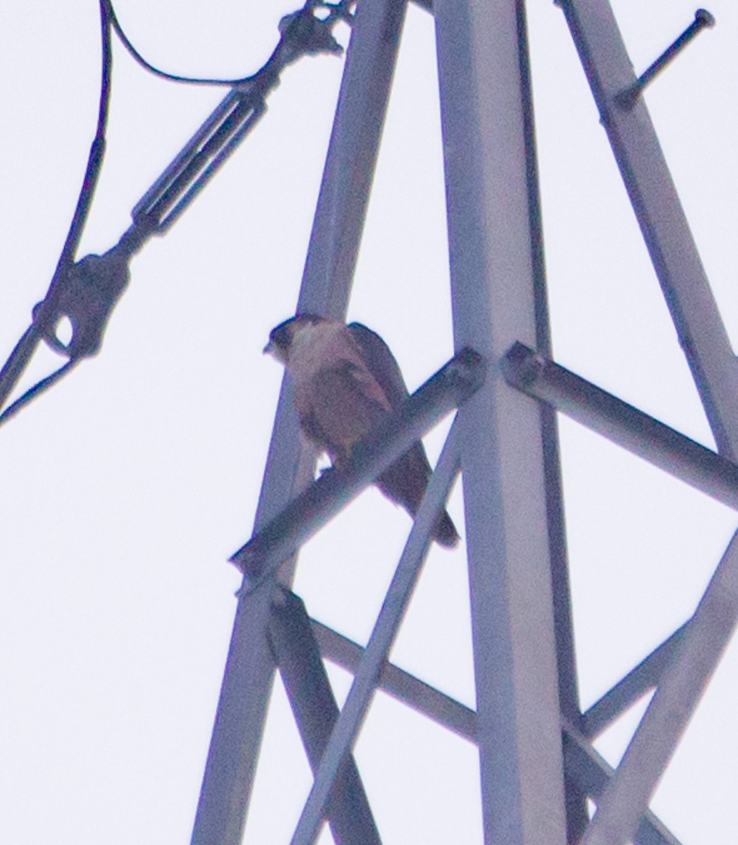 Peregrine Falcon - ML646650579