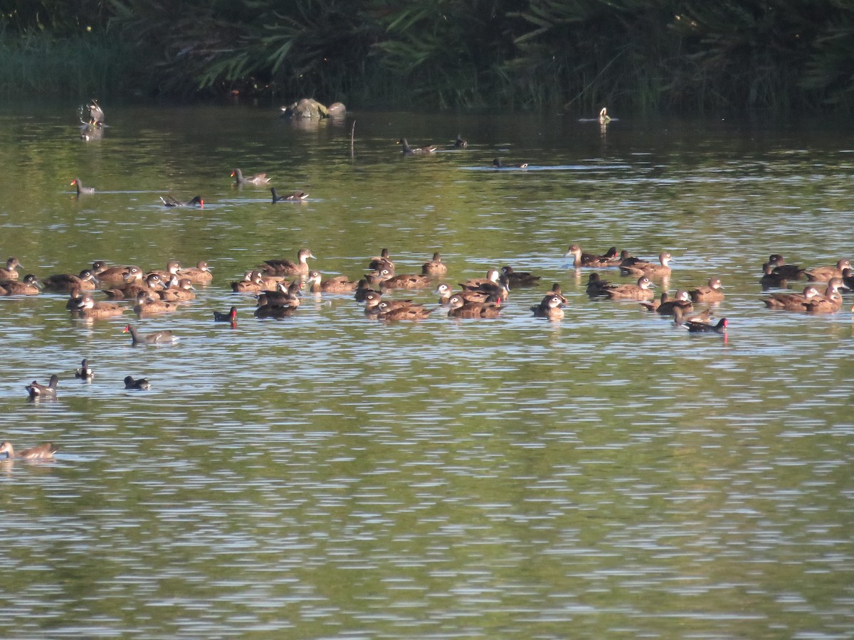 Andaman Gri Çamurcunu - ML646650581