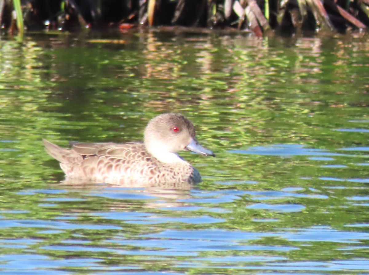 Avustralya Gri Çamurcunu - ML646650582