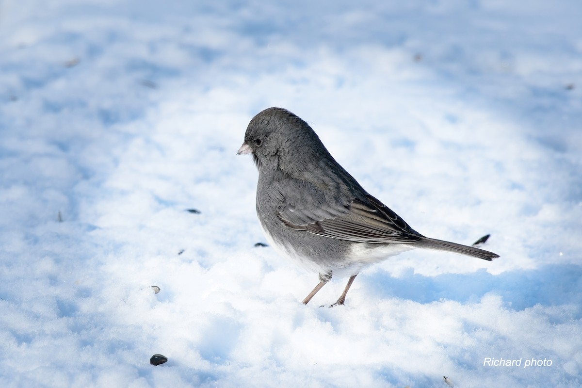 ユキヒメドリ - ML646650583