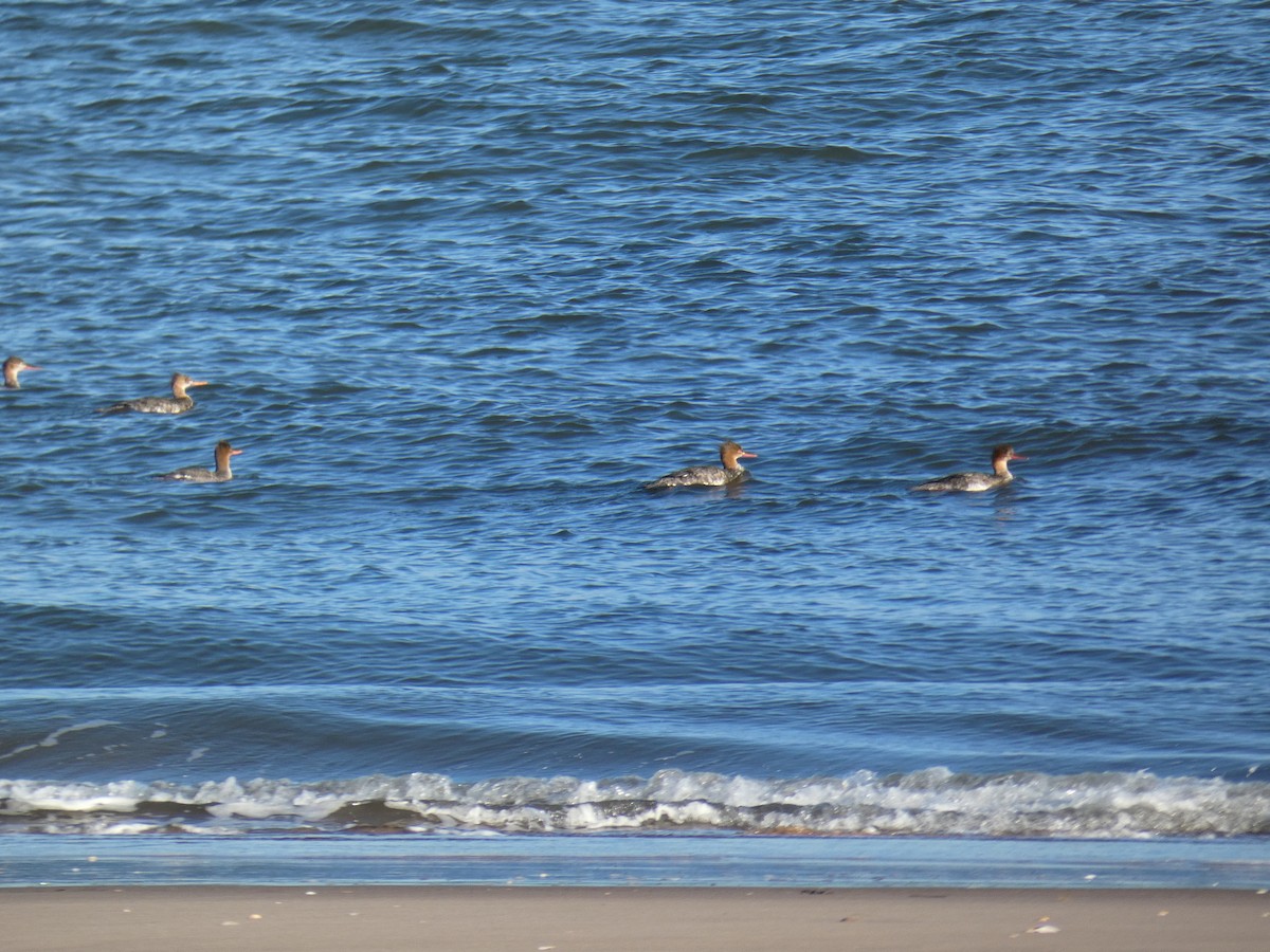 Serreta Mediana - ML646650584