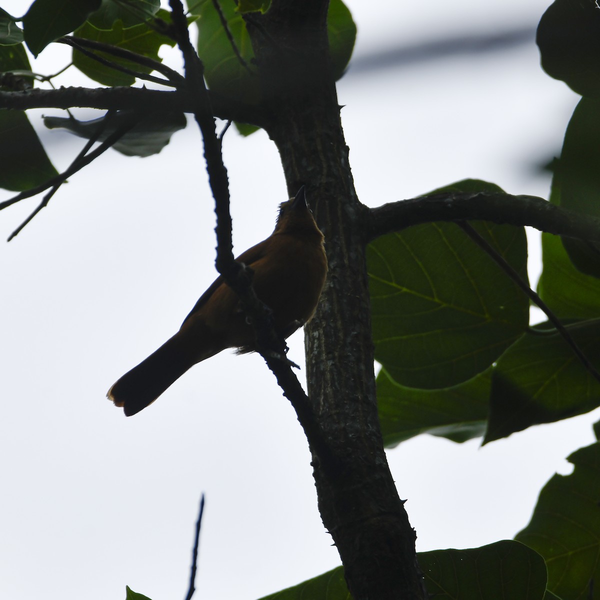 White-lined Tanager - ML646650587