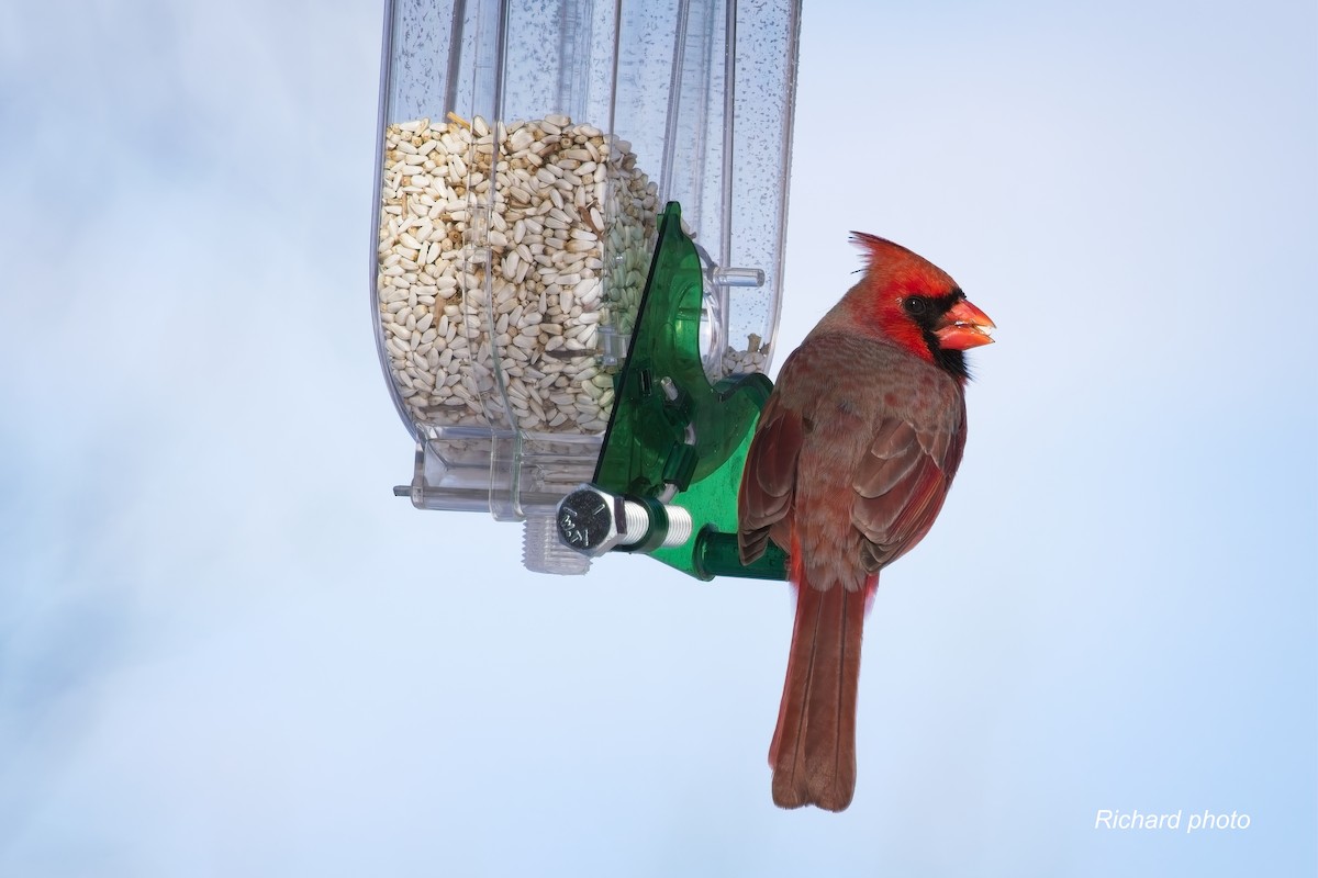 ショウジョウコウカンチョウ - ML646650589