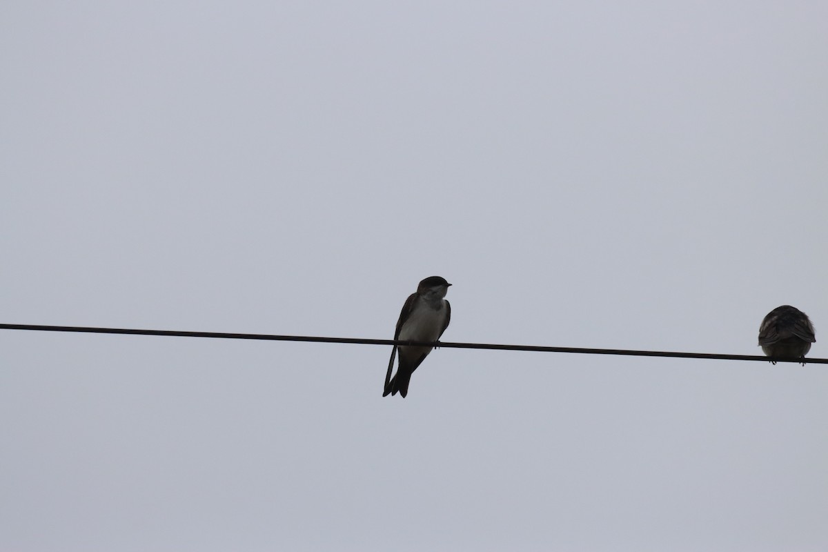 Blue-and-white Swallow - ML646650595