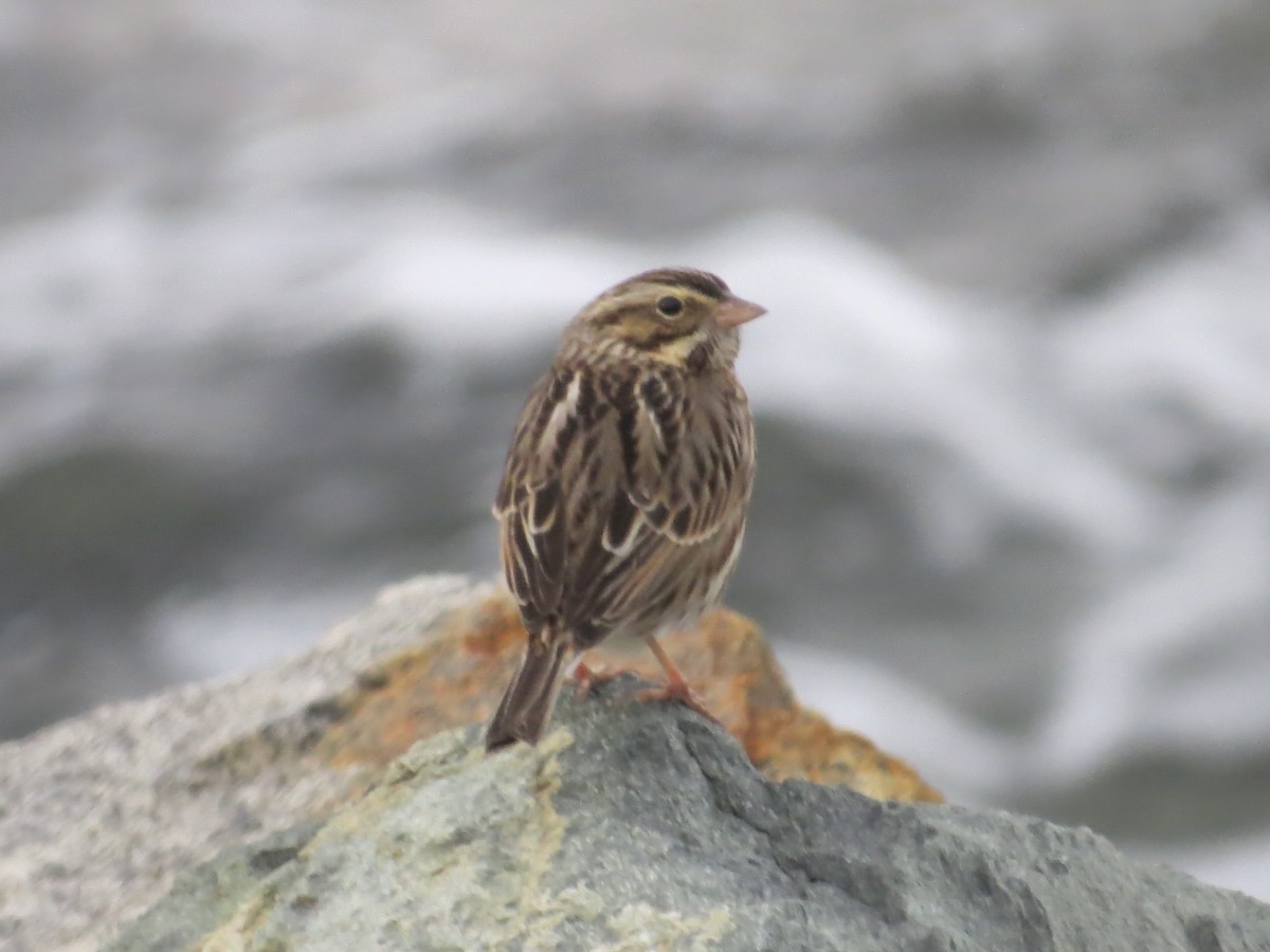 サバンナシトド - ML646650597