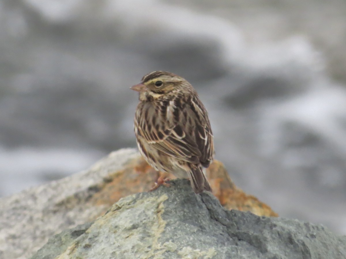 サバンナシトド - ML646650598