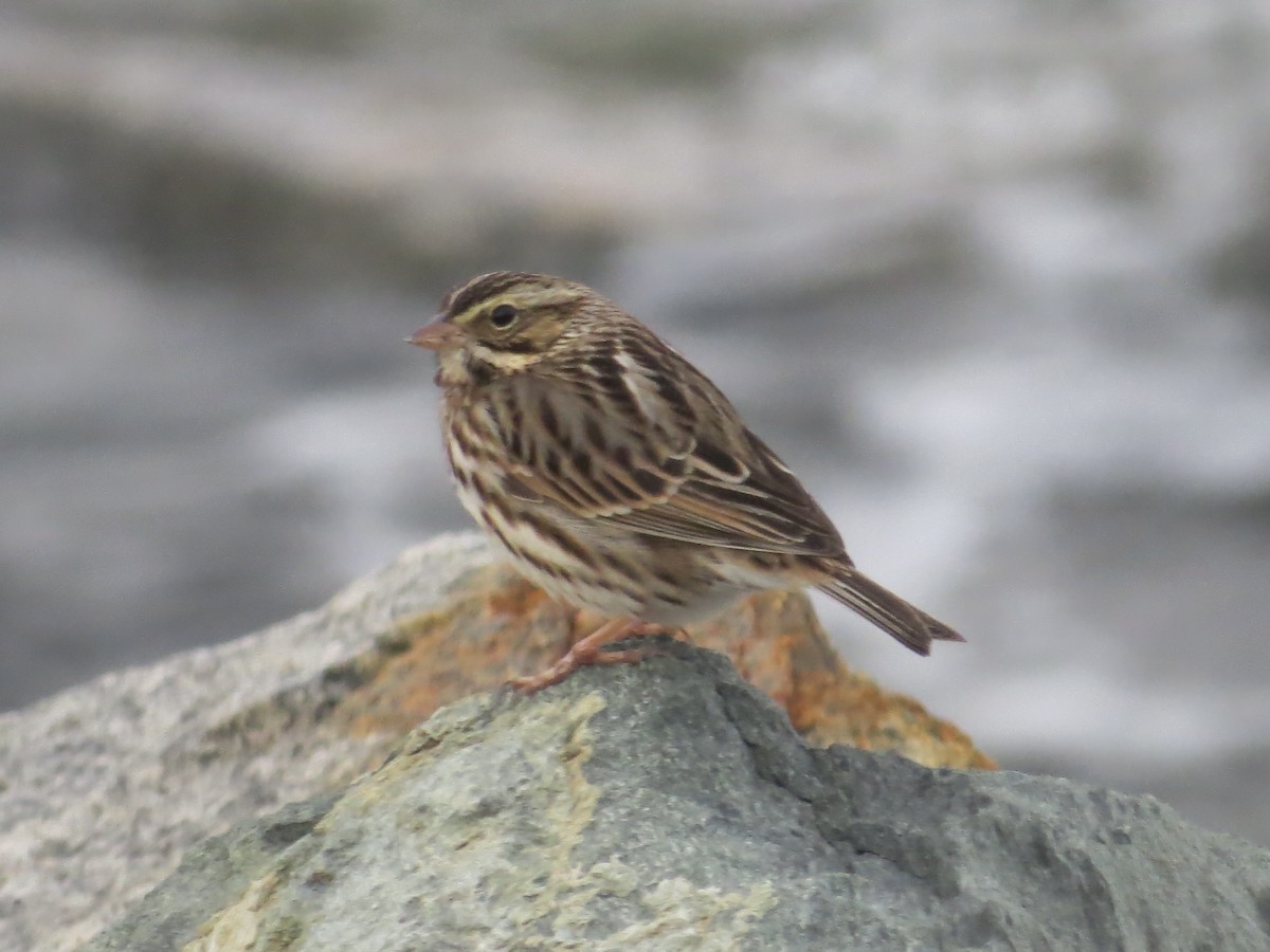 サバンナシトド - ML646650599