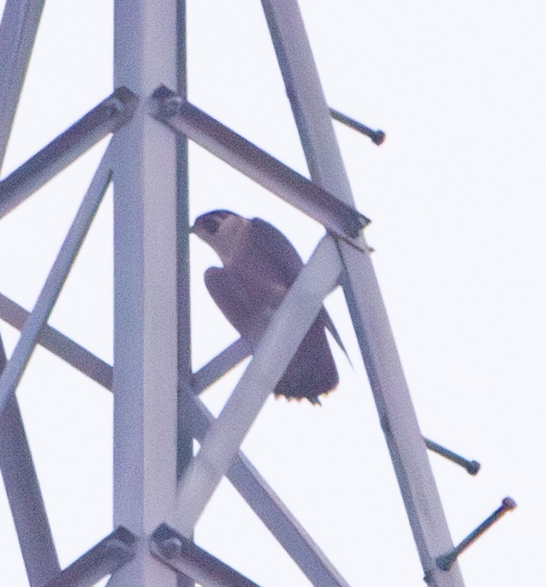 Peregrine Falcon - ML646650600