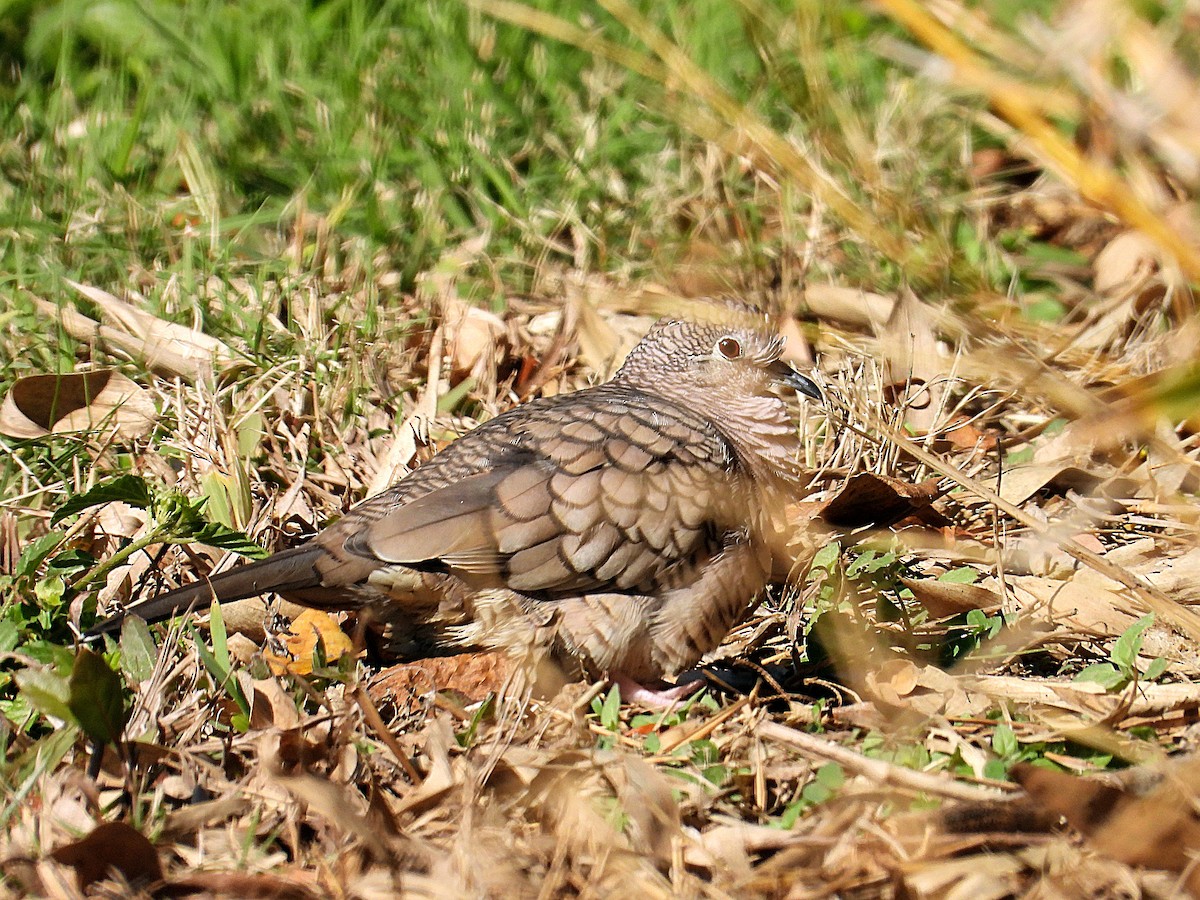 Inca Dove - ML646650601