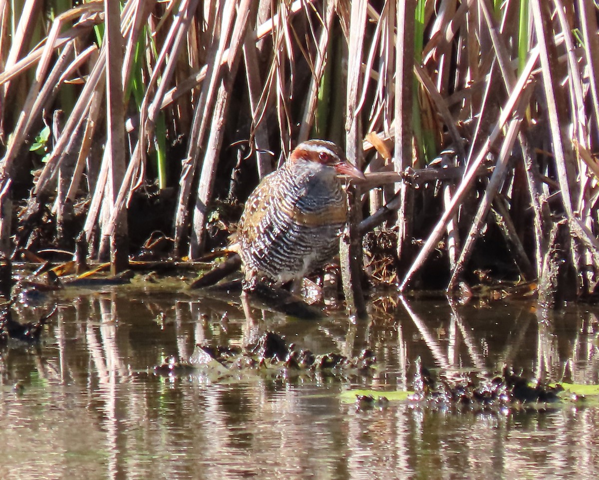 Filipin Sukılavuzu - ML646650603