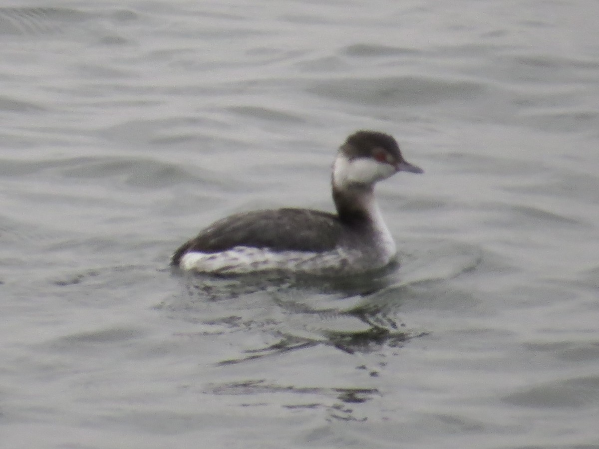 ミミカイツブリ - ML646650604