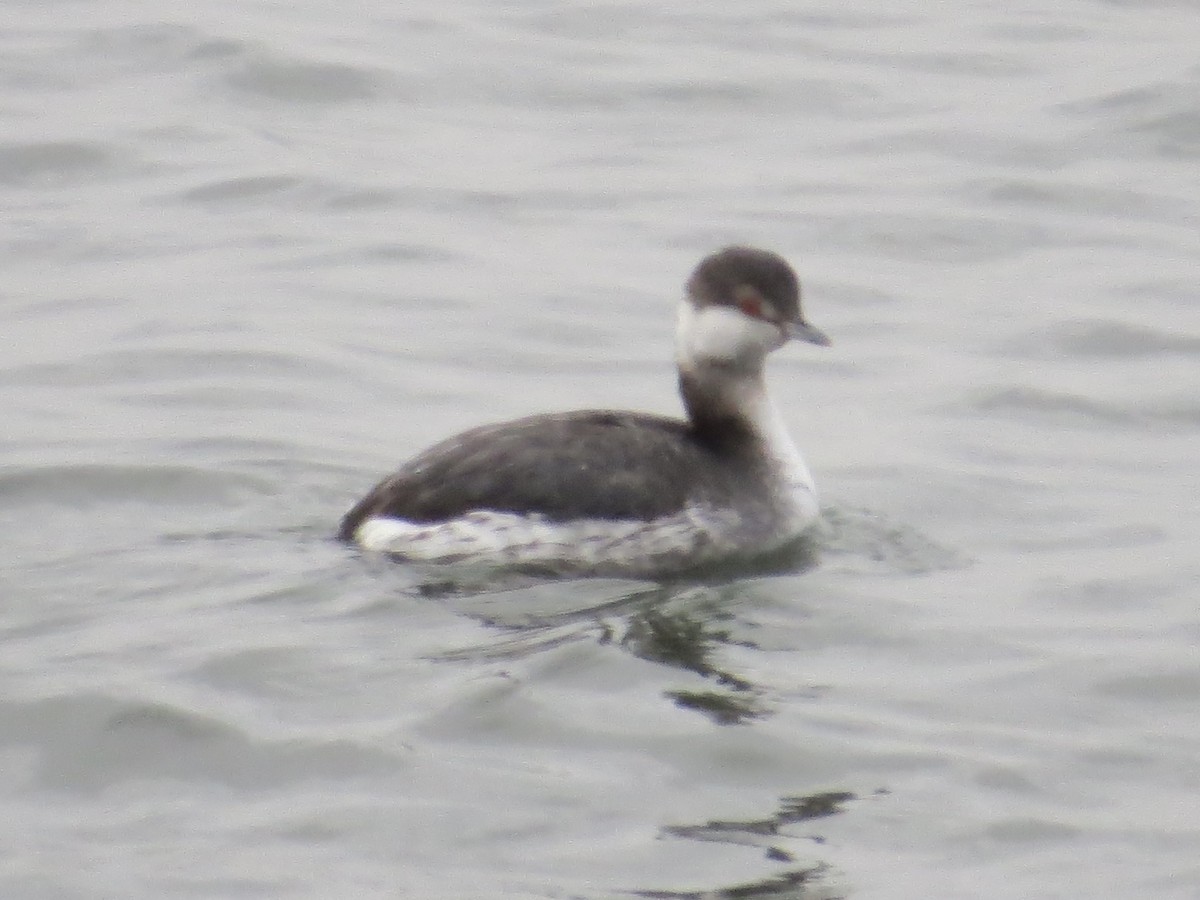 ミミカイツブリ - ML646650606