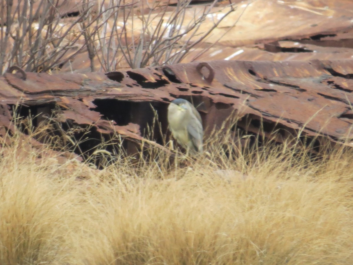 ゴイサギ - ML646650607