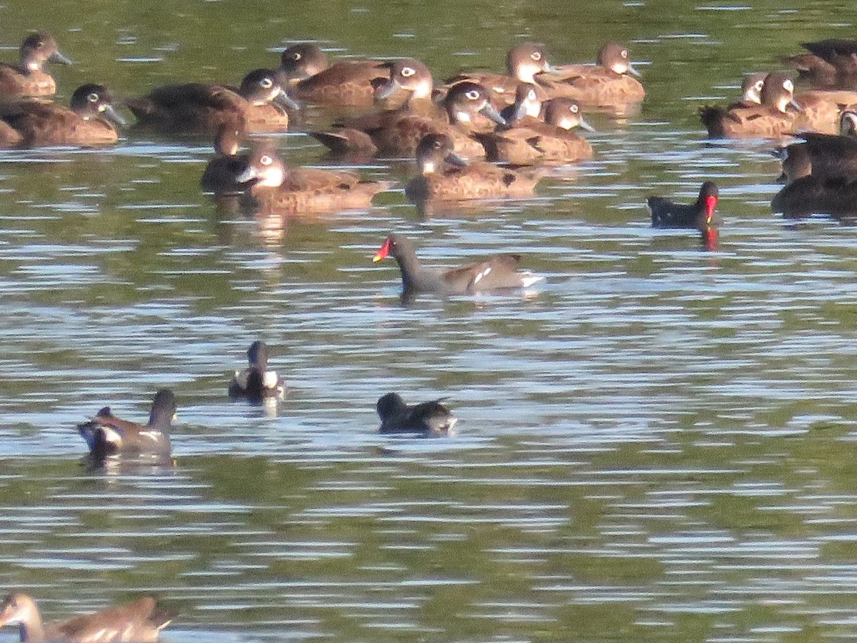 Sutavuğu - ML646650610