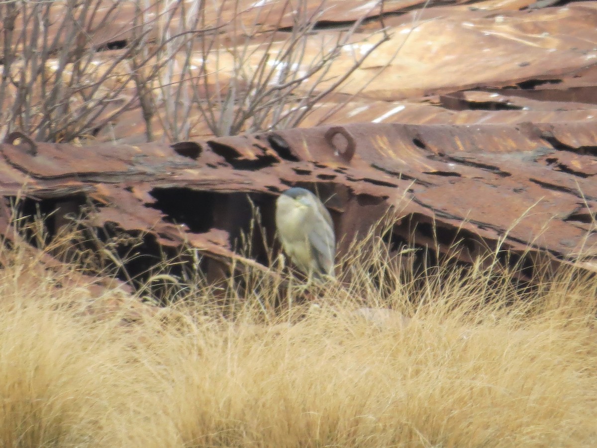 ゴイサギ - ML646650612