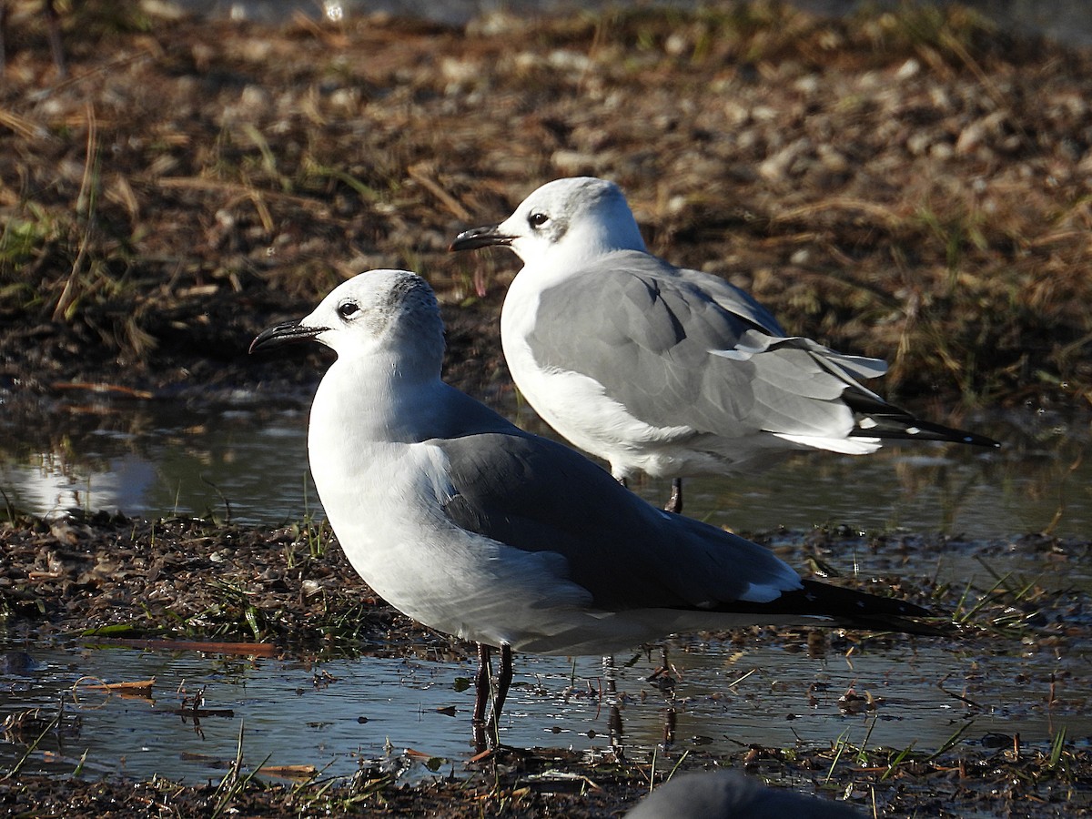 Laughing Gull - ML646650613