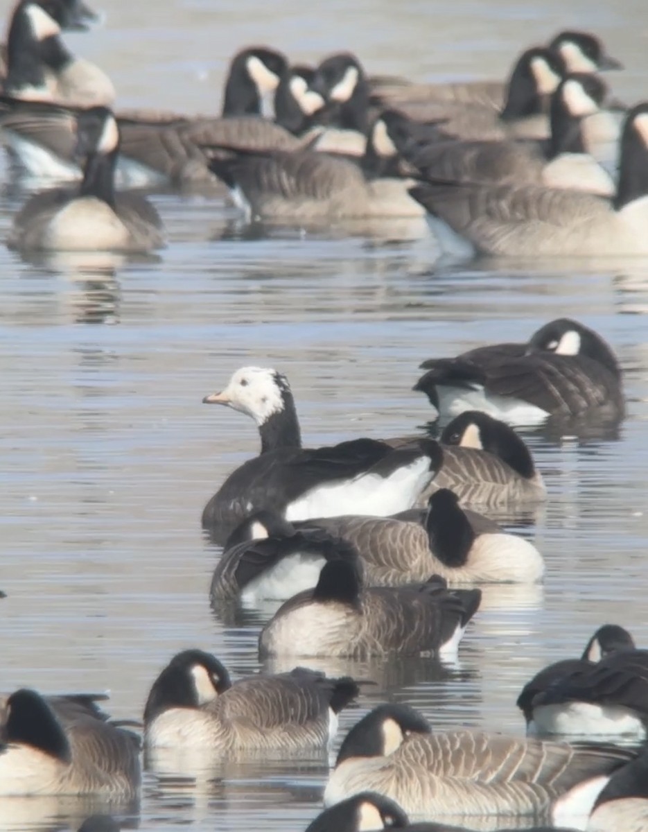Snow x Ross's Goose (hybrid) - ML646650614