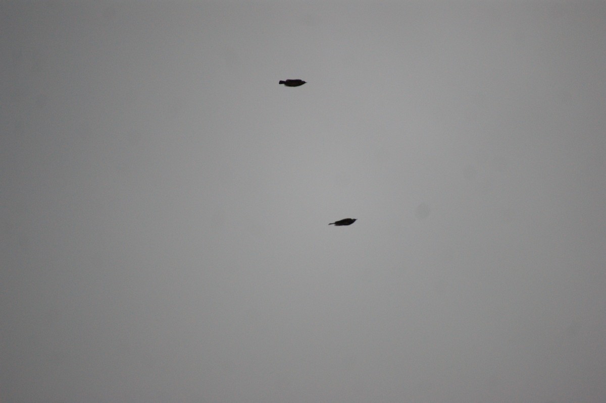 heipiplerke - ML646650615