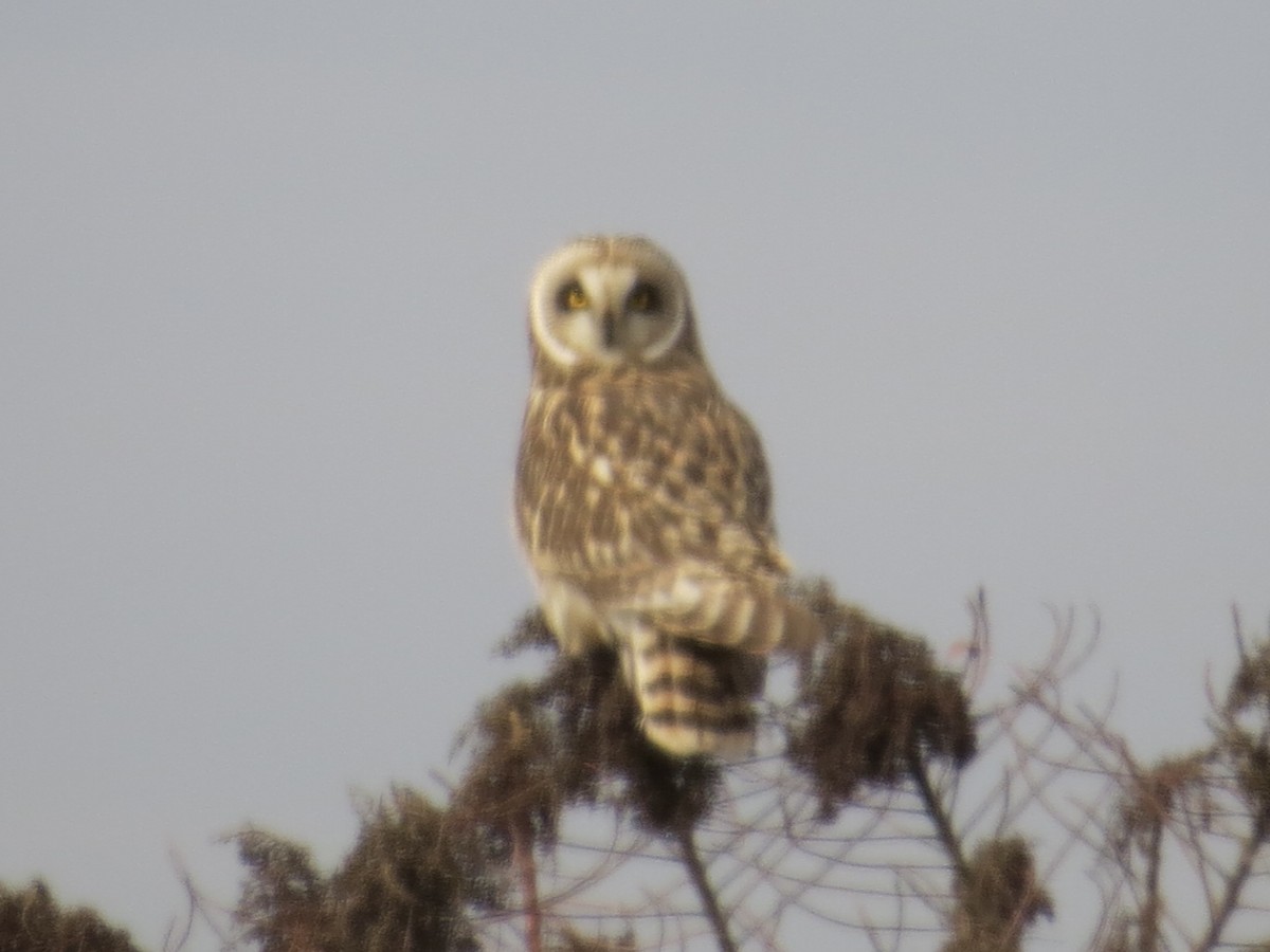 コミミズク - ML646650616