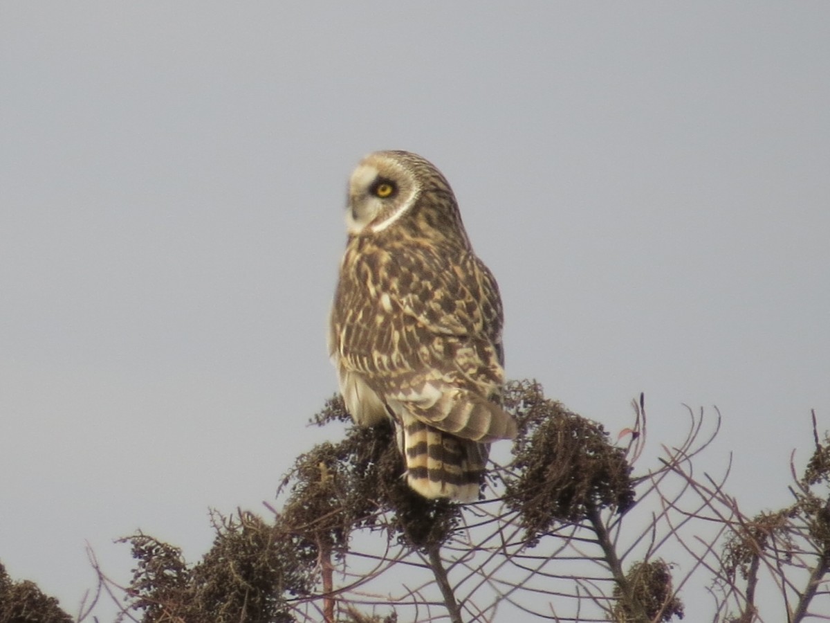 コミミズク - ML646650618