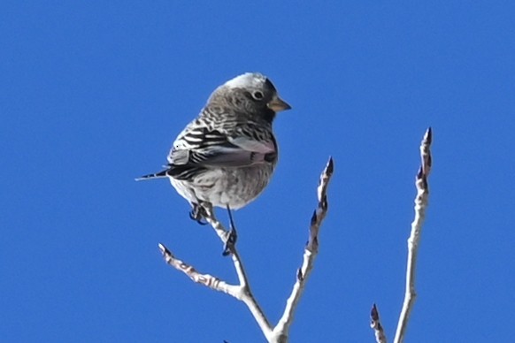 grånakkefjellfink (tephrocotis gr.) - ML646650619