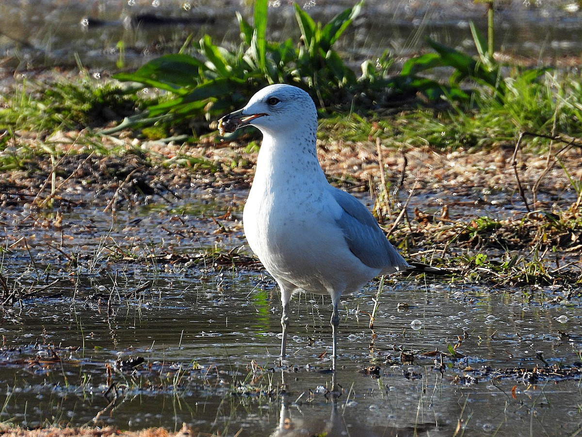 Ring-billed Gull - ML646650620