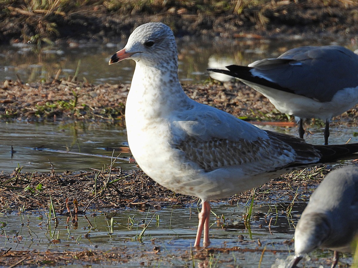Ring-billed Gull - ML646650622