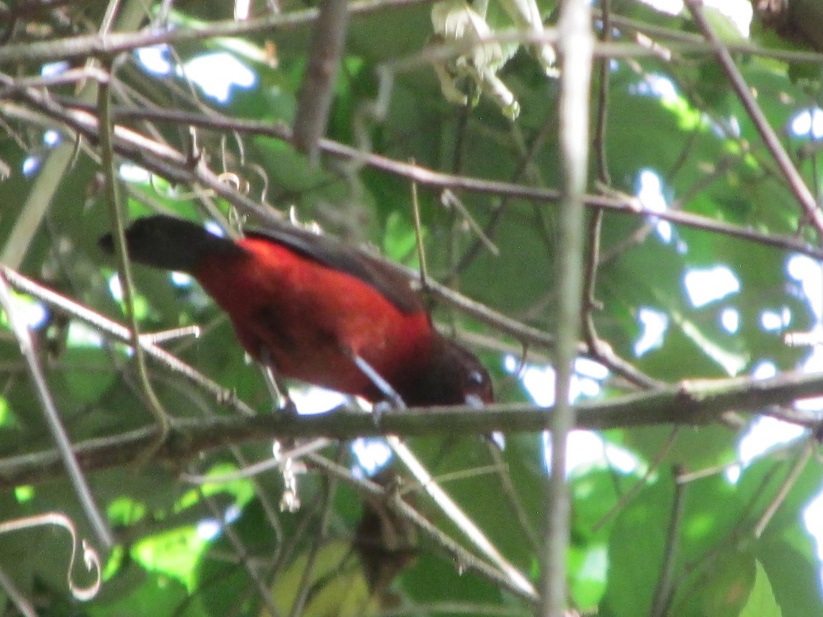 Crimson-backed Tanager - ML646650623