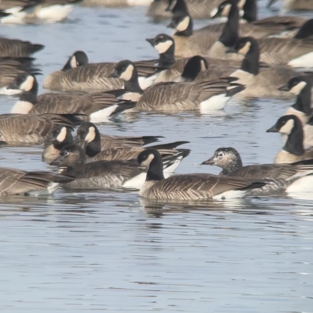 Snow x Cackling Goose (hybrid) - ML646650626
