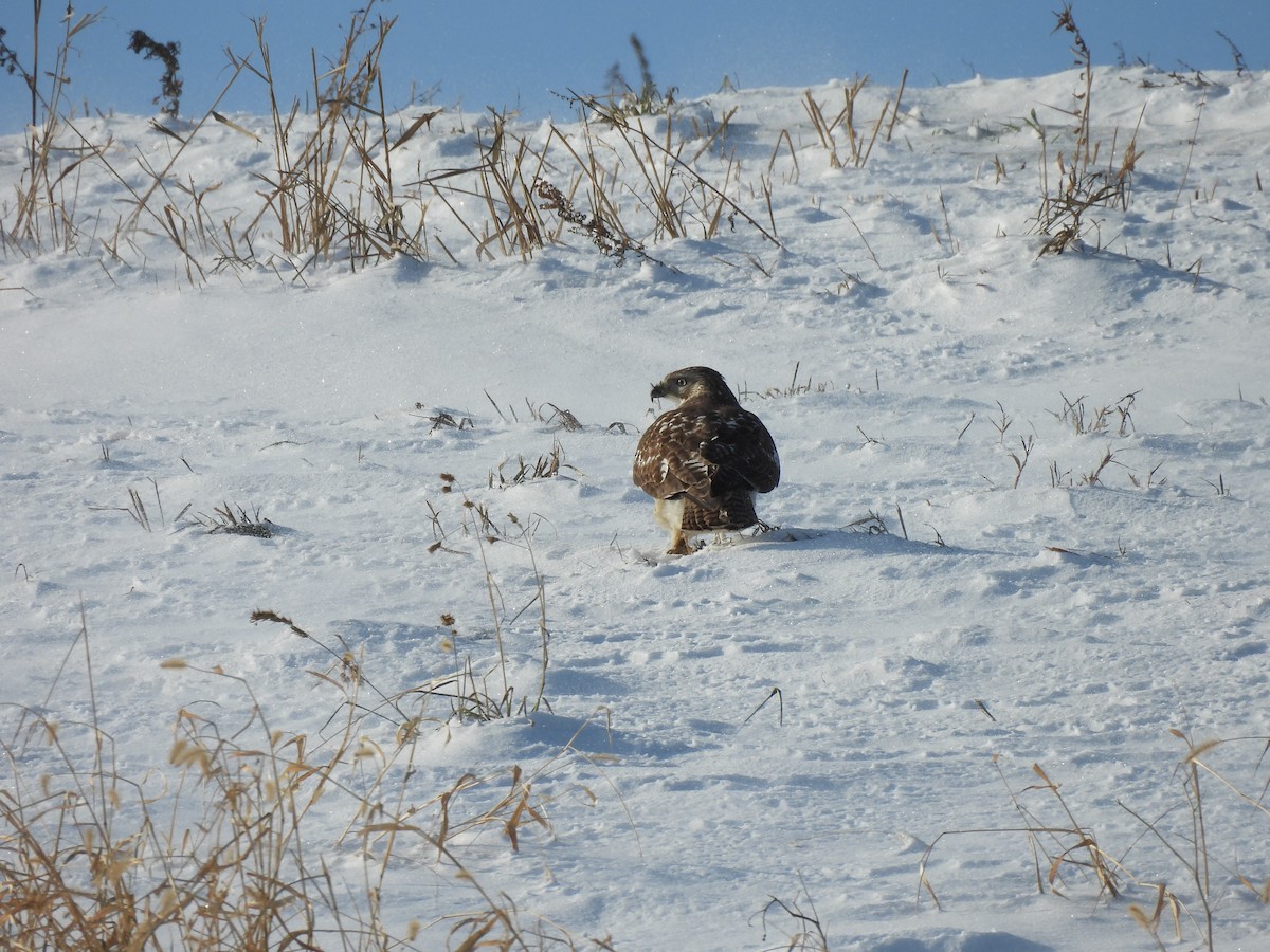 Rotschwanzbussard - ML646650627