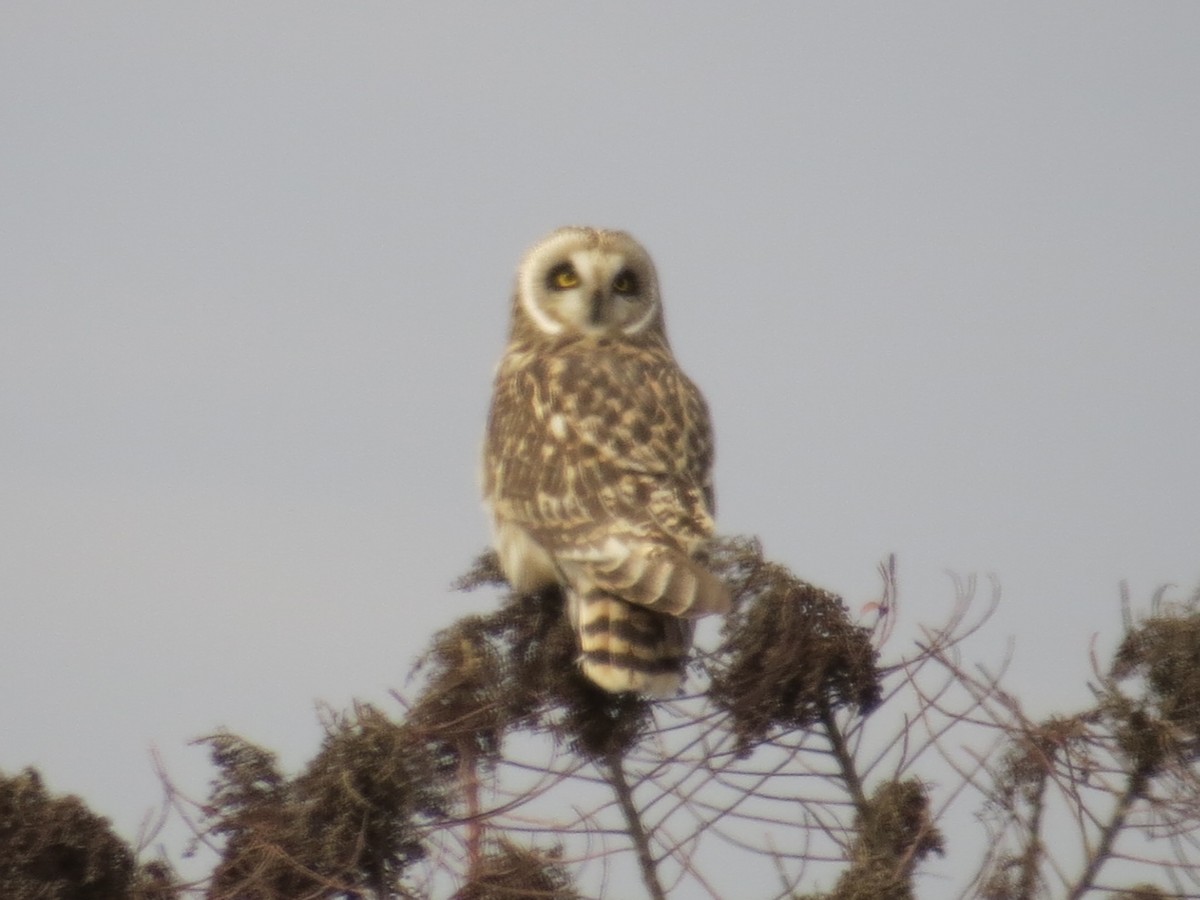 コミミズク - ML646650628