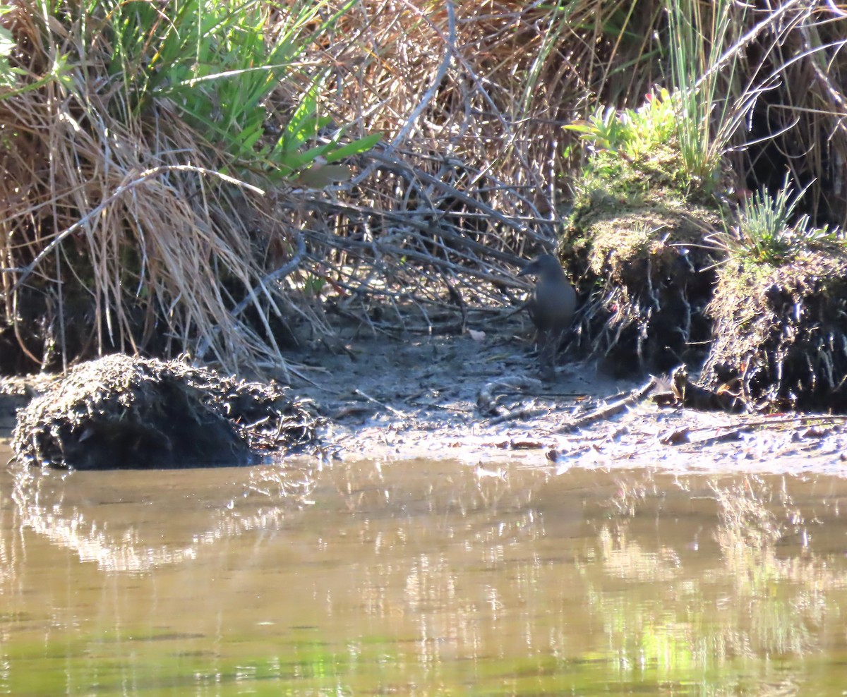 Okyanusya Suyelvesi - ML646650629