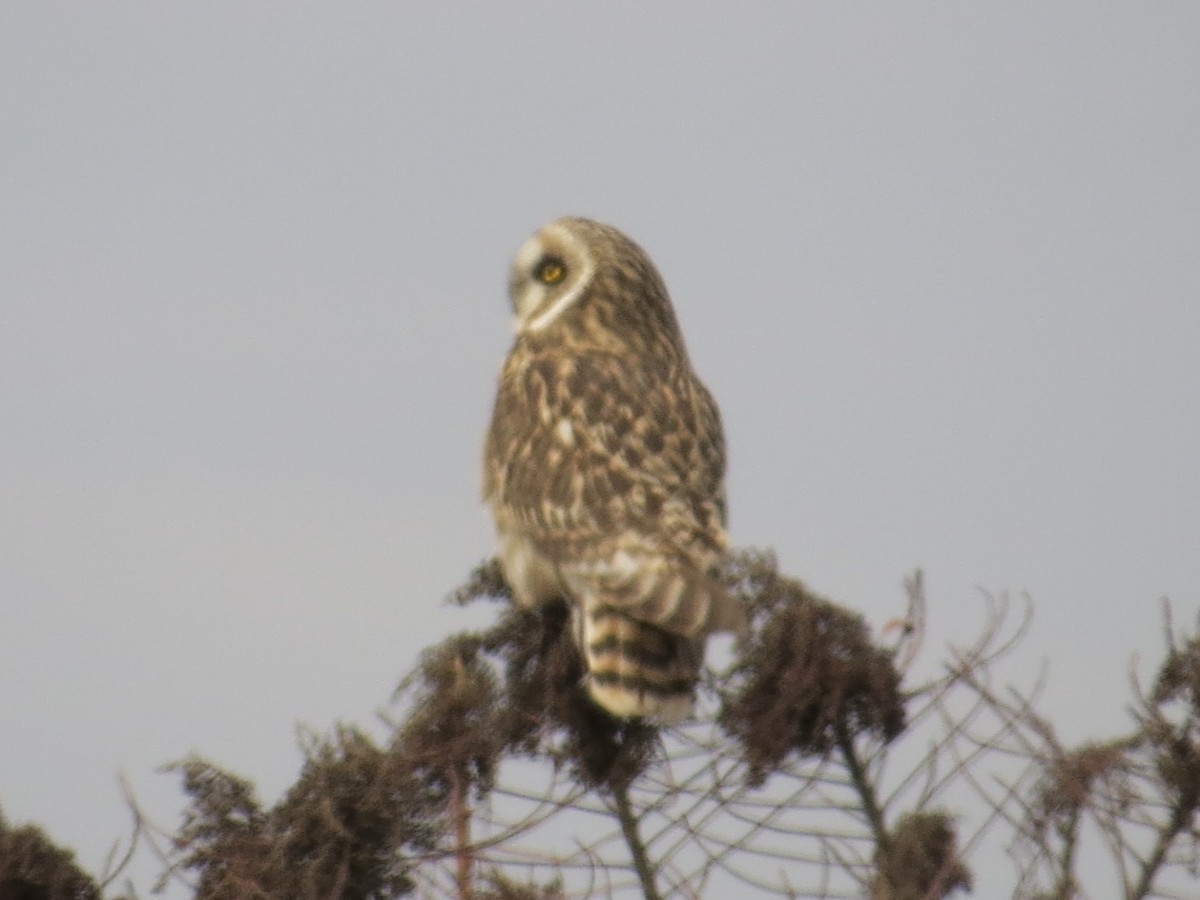 コミミズク - ML646650631