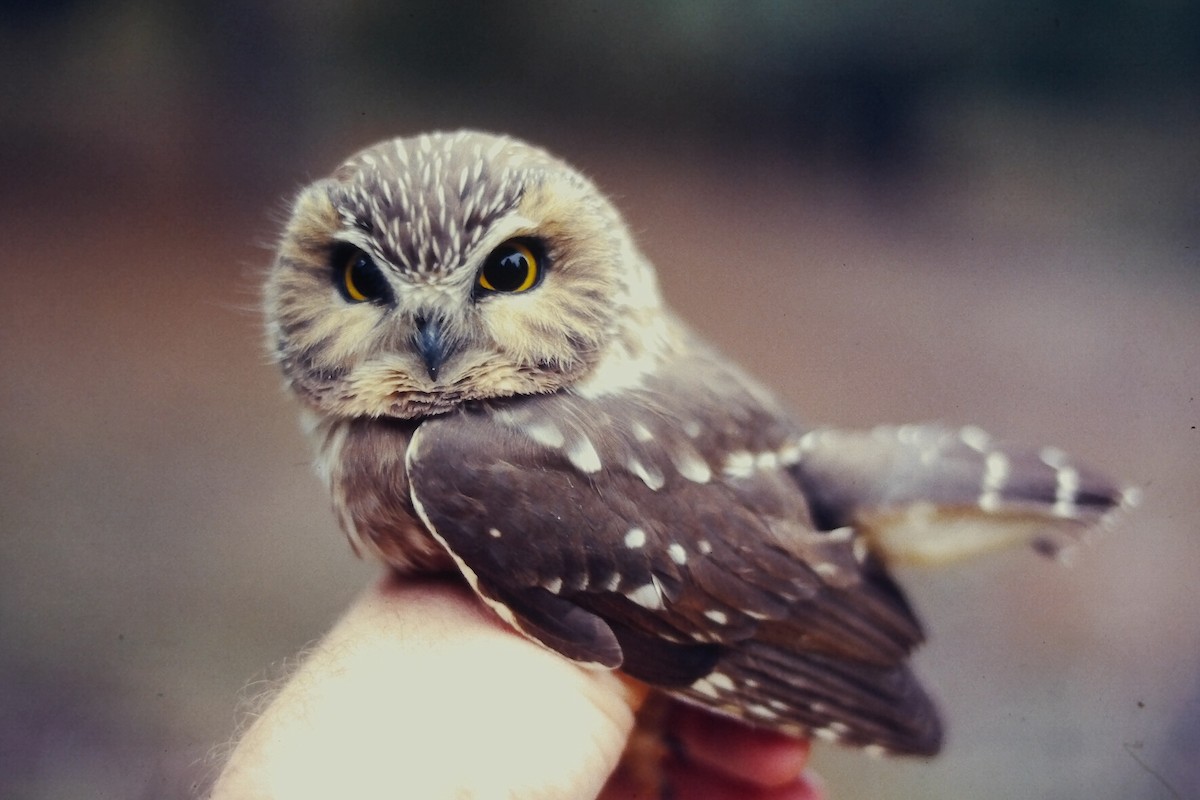 sýc americký - ML646650634