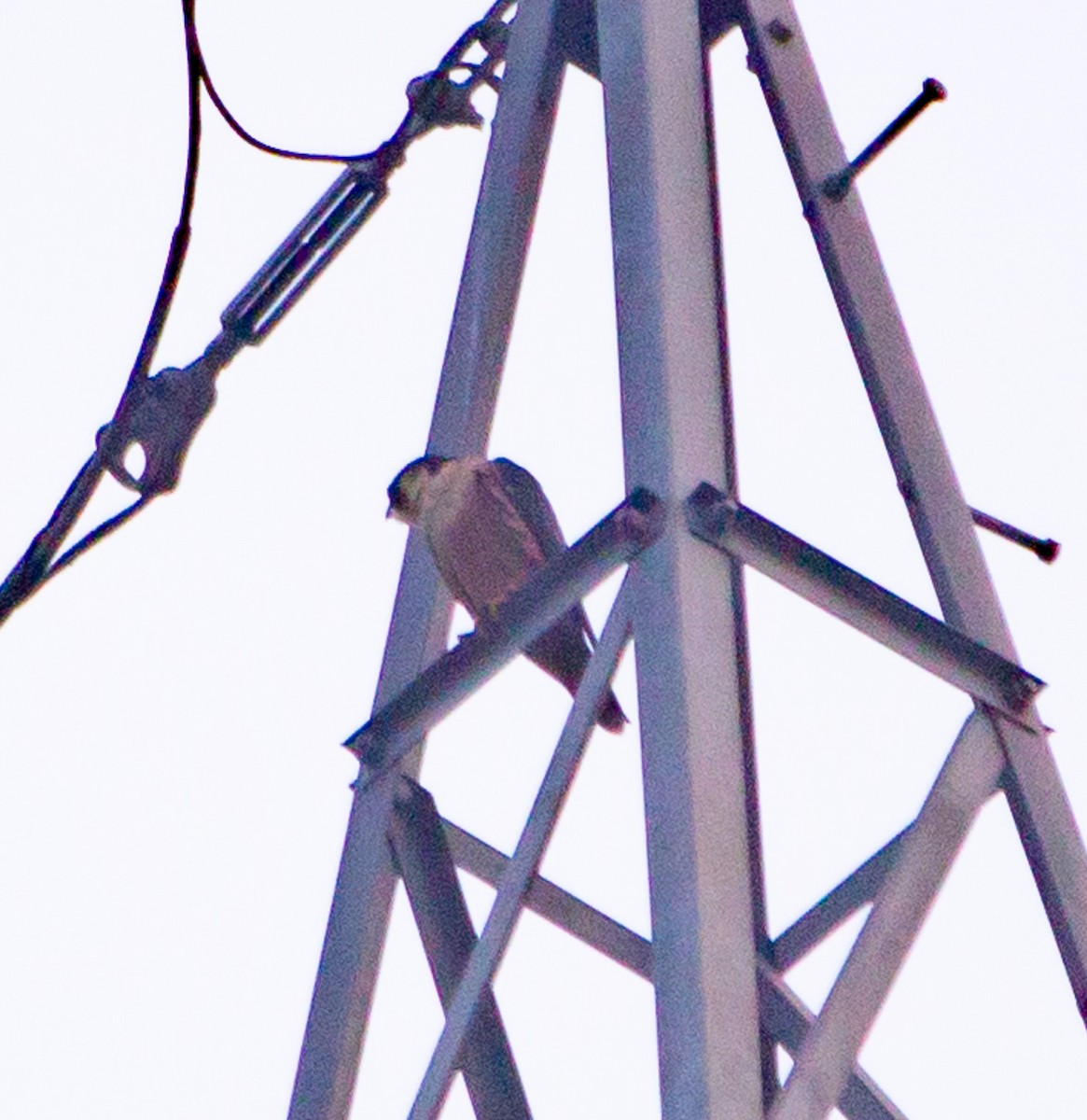 Peregrine Falcon - ML646650635