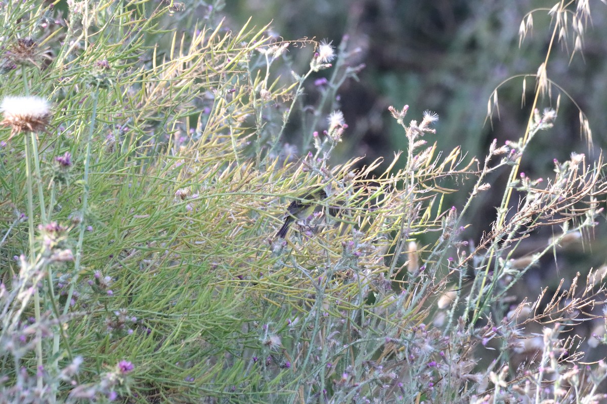 Black-chinned Siskin - ML646650636