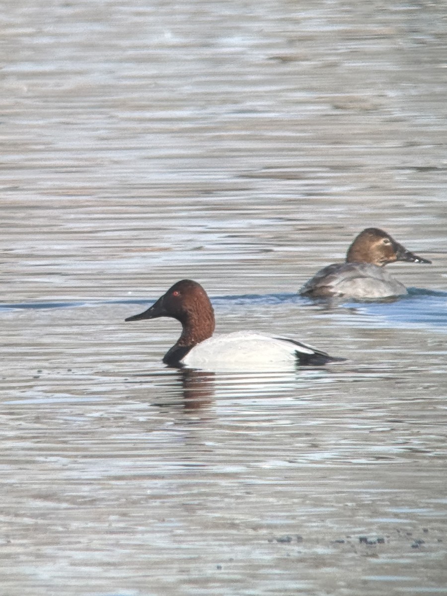 צולל ארוך-צוואר - ML646650637