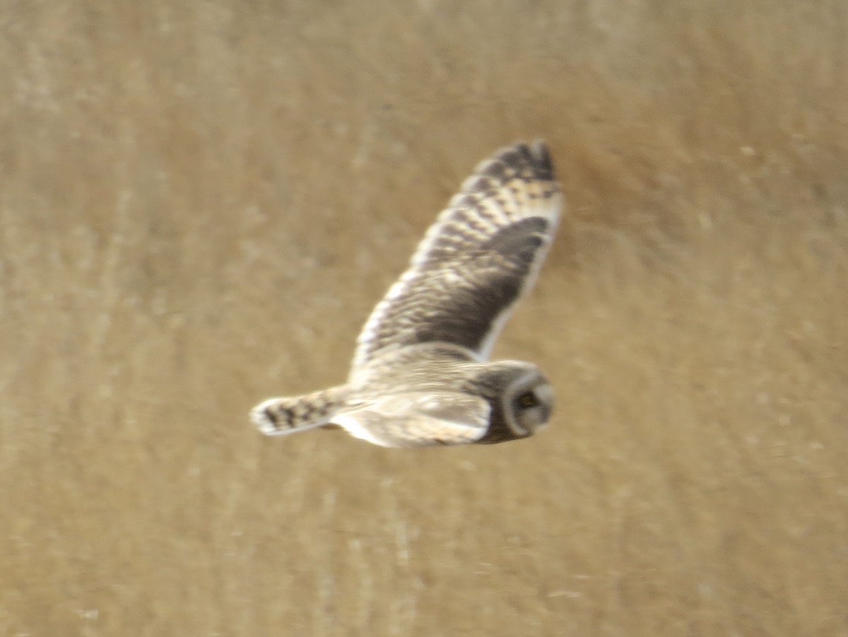 コミミズク - ML646650638