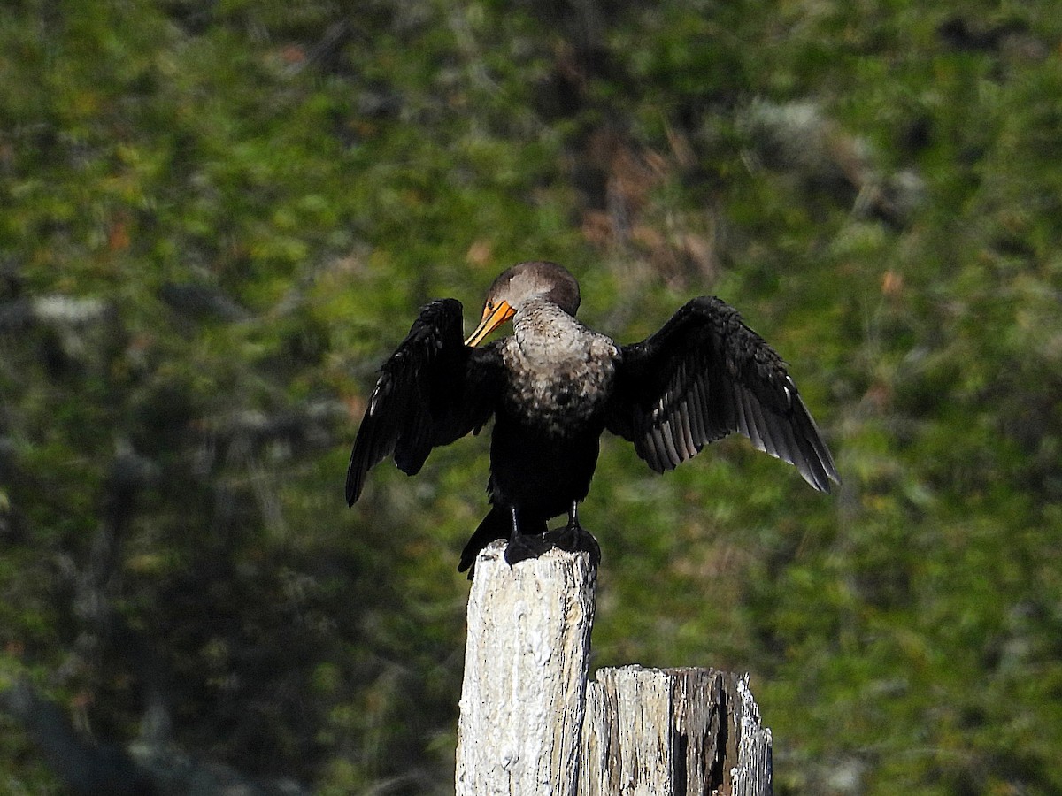 Double-crested Cormorant - ML646650639