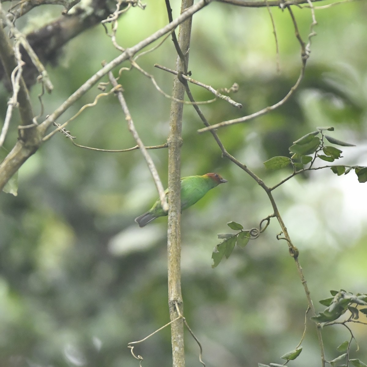 Bay-headed Tanager - ML646650640
