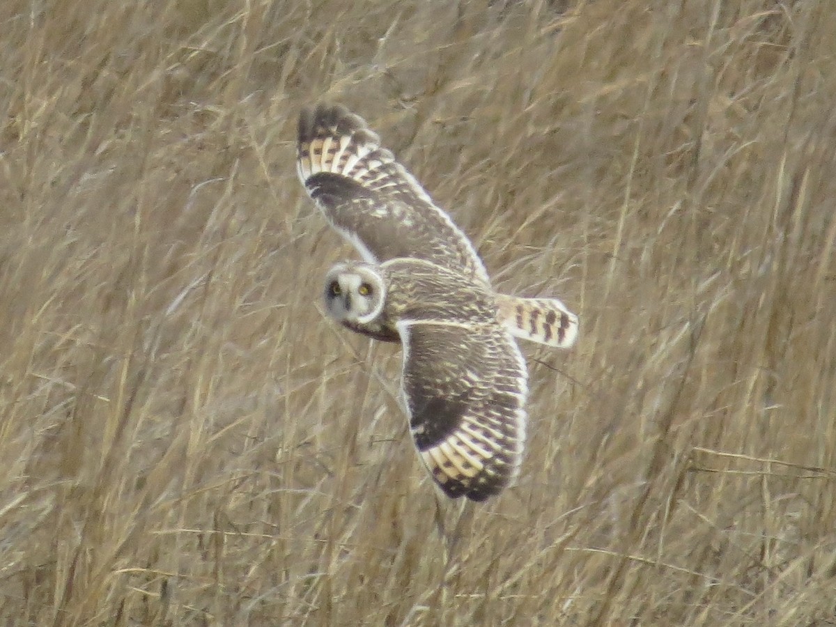 コミミズク - ML646650641