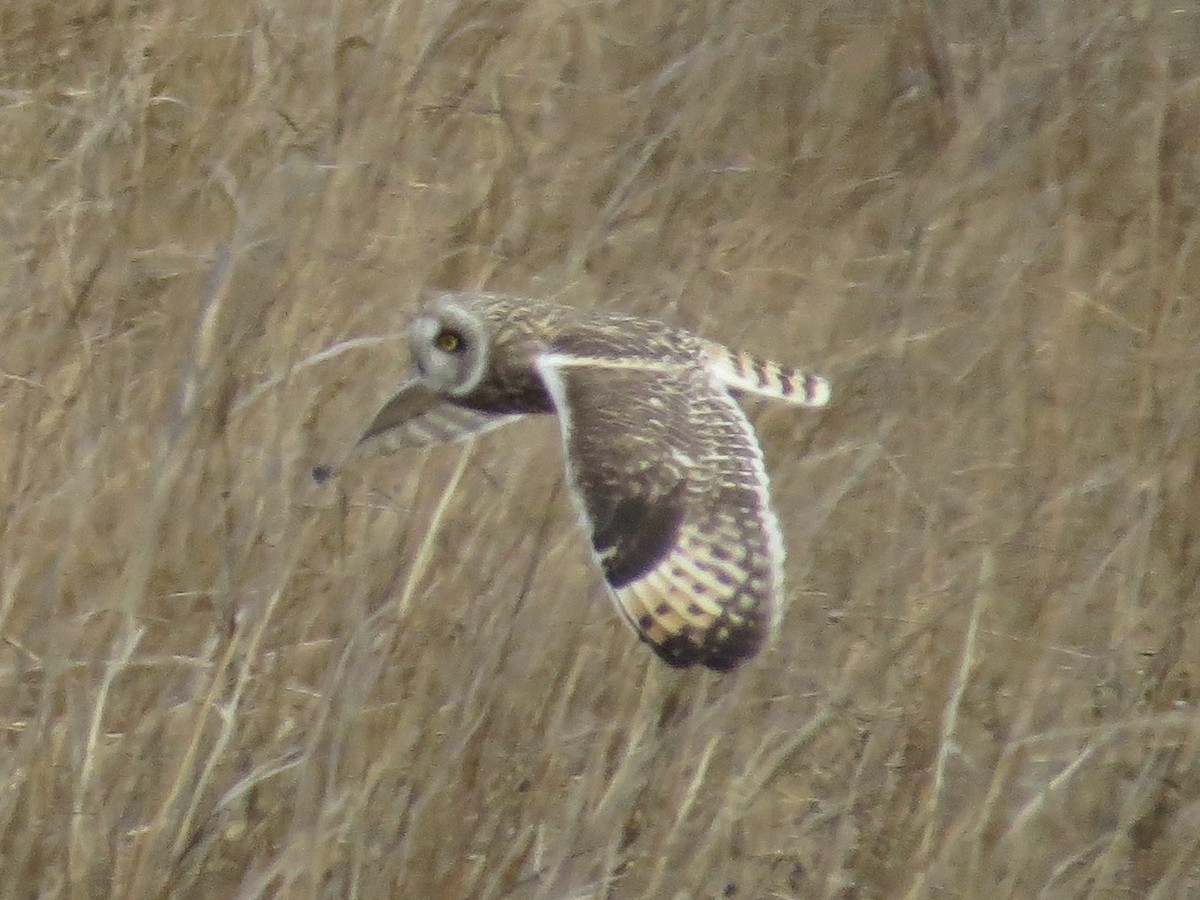 コミミズク - ML646650642