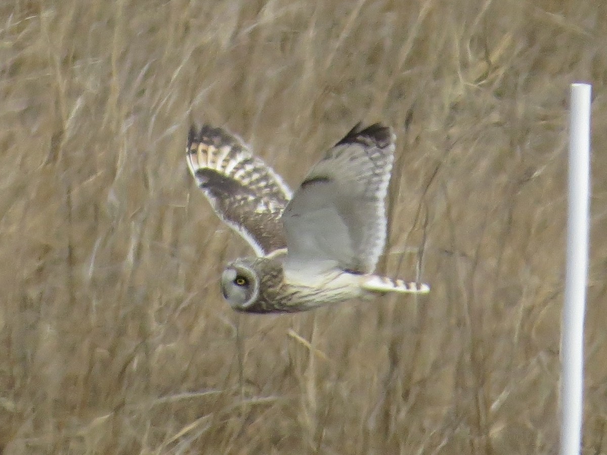 コミミズク - ML646650643