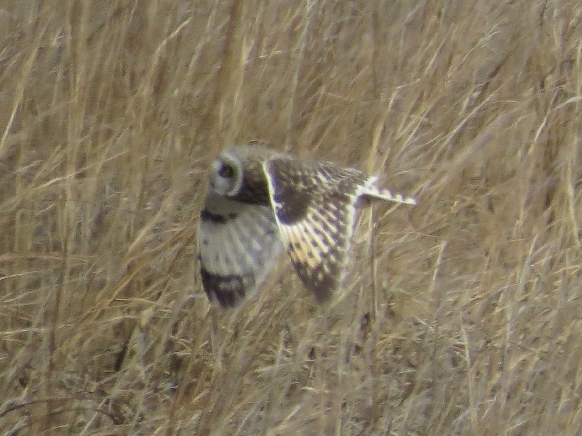 コミミズク - ML646650644