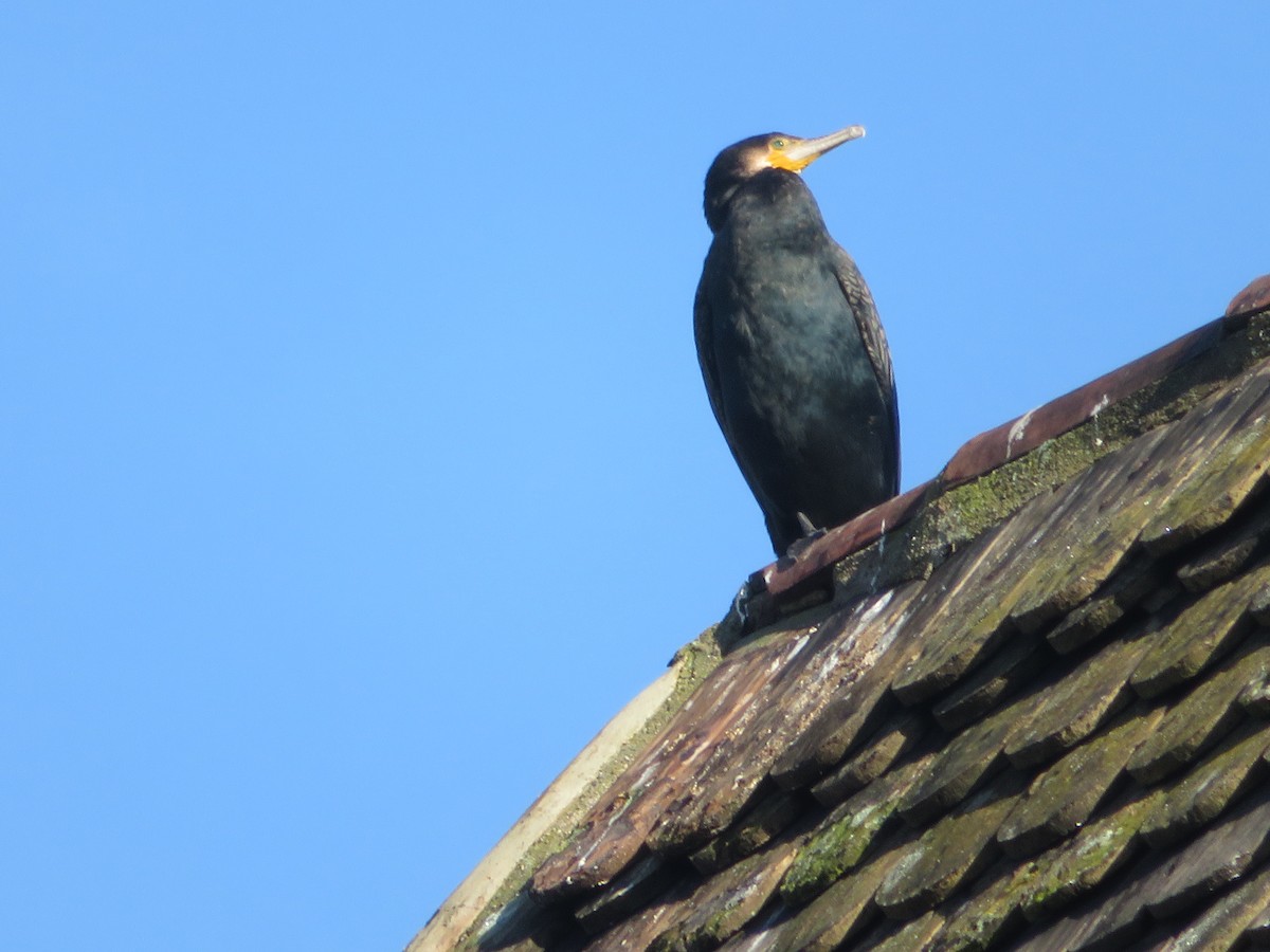 Great Cormorant - ML646650646