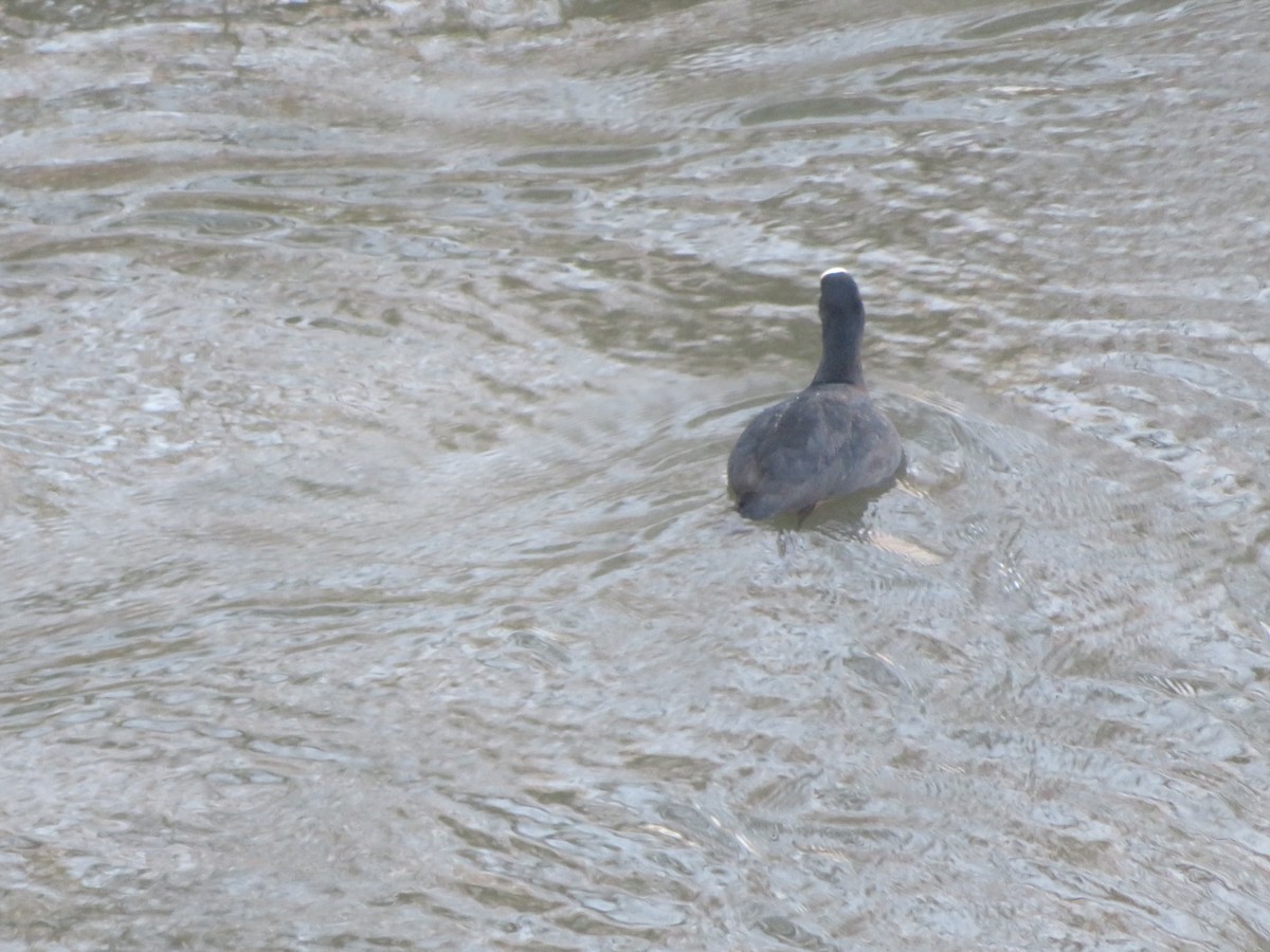 Eurasian Coot - ML646650648