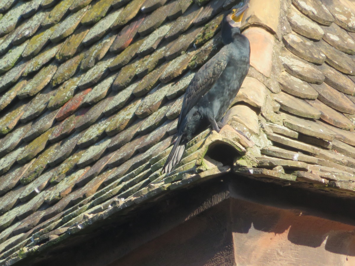 Great Cormorant - ML646650649