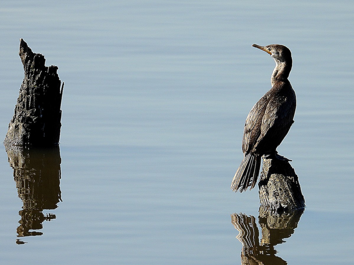 Neotropic Cormorant - ML646650651