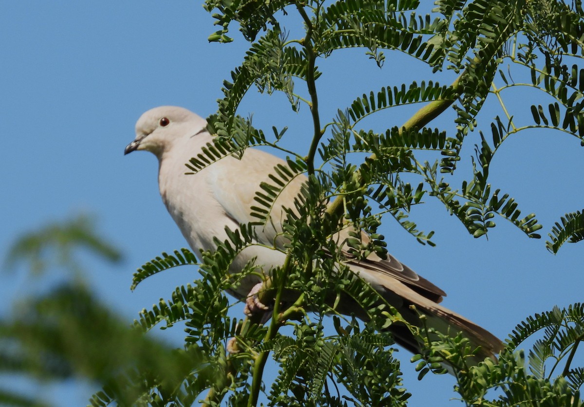 Eurasian Collared-Dove - ML646650655