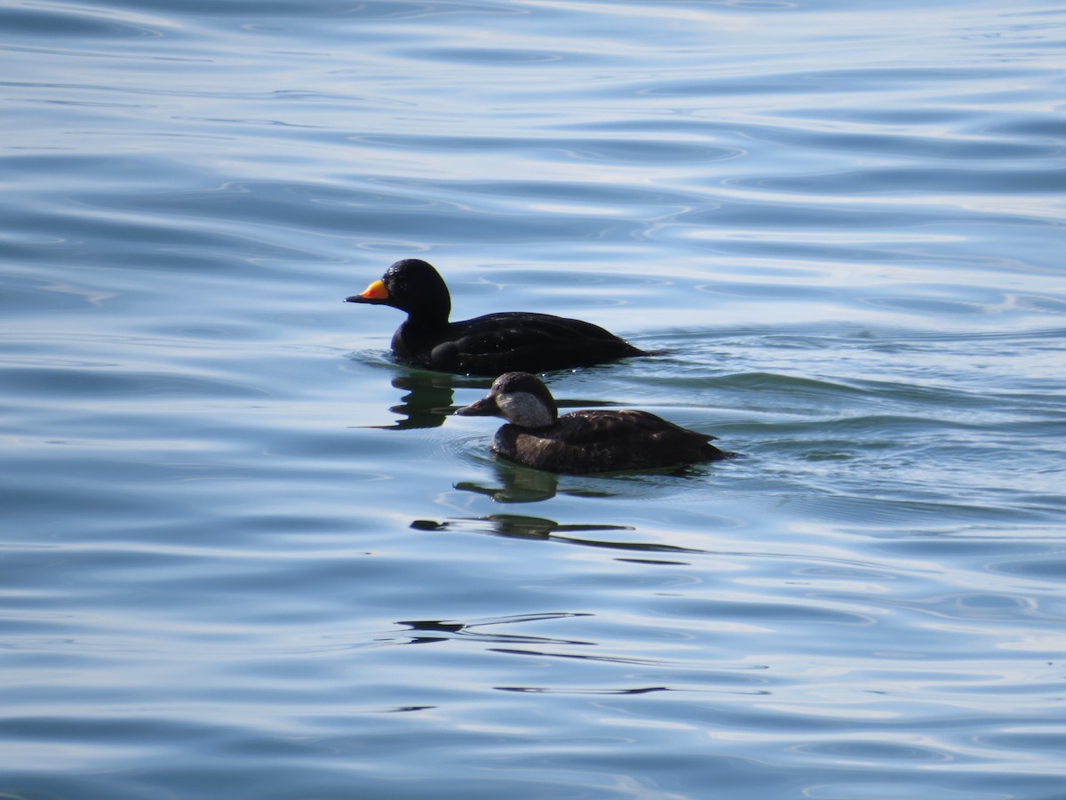 クロガモ - ML646650656